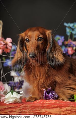 Longhaired Red Dachshund And Flowers