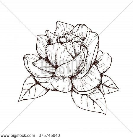 Elegant Gardenia Flower Graphic Decor 300 Dpi Digital Art