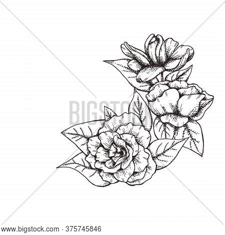 Vintage Style Gardenia Graphic Decoration 300 Dpi Digital Art