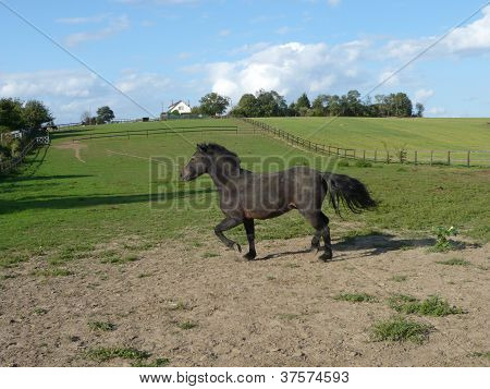 Dartmoor in campo.