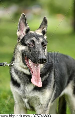 Close Up Alsatian Wolf Dog Or German Shepherd Dog On Green Grass Background. Deutscher Dog.