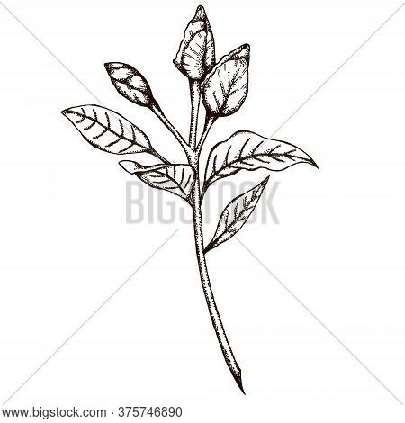 Elegant Gardenia Buds Graphic Decor 300 Dpi Digital Art