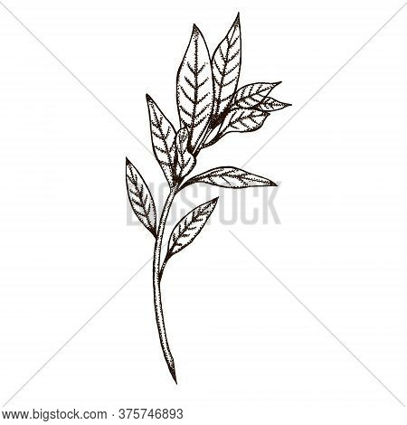 Vintage Style Branch Graphic Decor 300 Dpi Digital Art