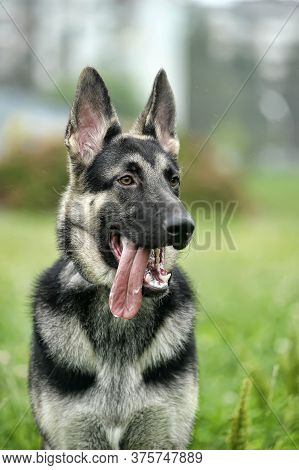 Shepherd On Grass Background
