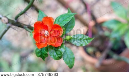 Red Gallica Roses Flower In The Garden.