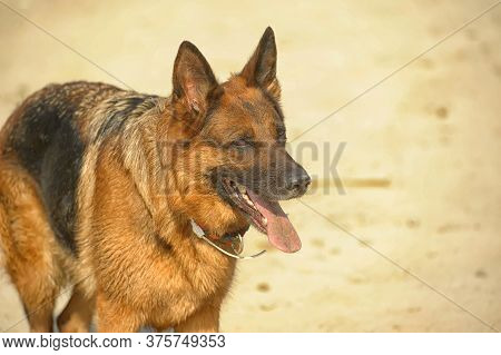 German Shepherd Portrait