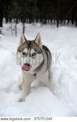 Purebreed Huskey In A Field Of Snow