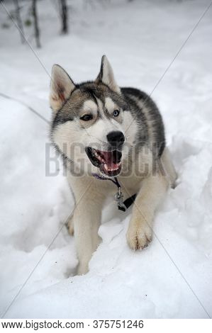 Purebreed Huskey In A Field Of Snow