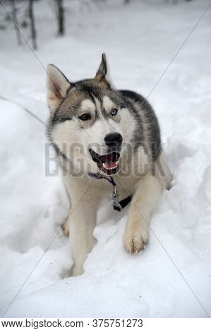 Purebreed Huskey In A Field Of Snow