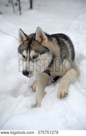 Purebreed Huskey In A Field Of Snow