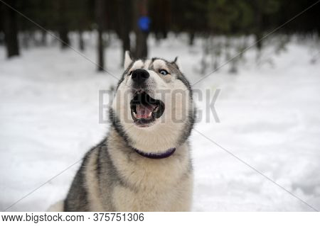 Purebreed Singing Huskey In A Field Of Snow