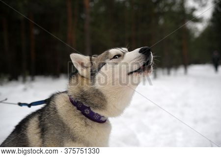 Purebreed Singing Huskey In A Field Of Snow