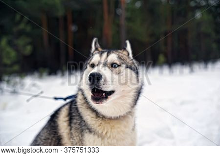 Purebreed Singing Huskey In A Field Of Snow