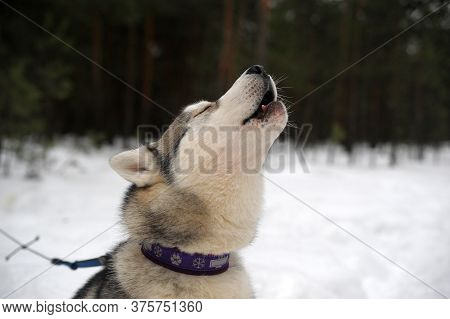Purebreed Singing Huskey In A Field Of Snow