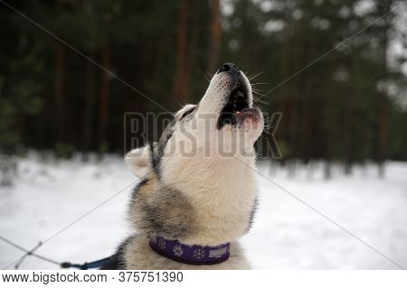 Purebreed Singing Huskey In A Field Of Snow