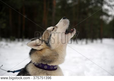 Purebreed Singing Huskey In A Field Of Snow
