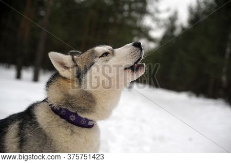 Purebreed Singing Huskey In A Field Of Snow