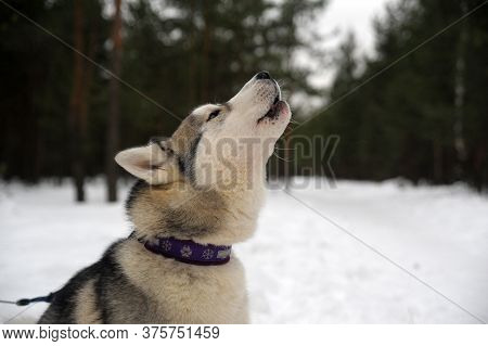 Purebreed Singing Huskey In A Field Of Snow