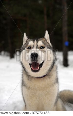 Purebreed Huskey In A Field Of Snow