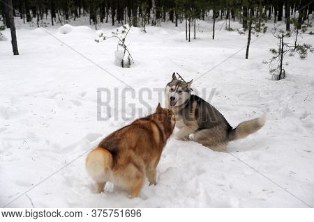 Two Husky Redheads And Gray Play In The Snow