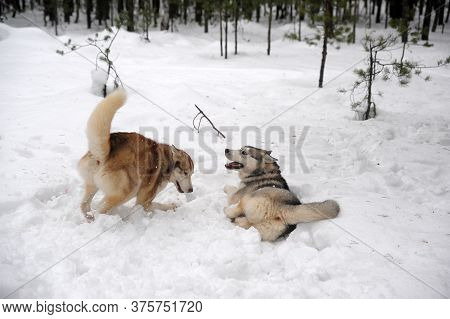Two Husky Redheads And Gray Play In The Snow