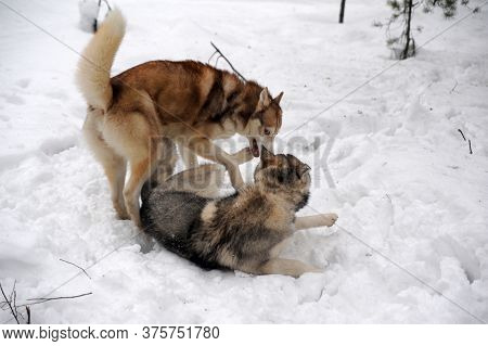 Two Husky Redheads And Gray Play In The Snow