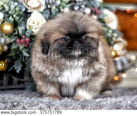 Cute Little Pekingese Puppy In Studio Close Up
