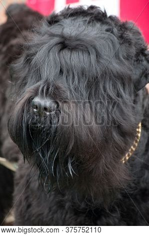Russian Black Terrier