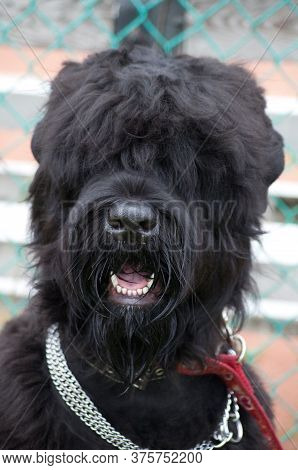 Russian Black Terrier