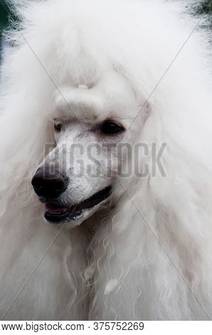 White Royal Poodle
