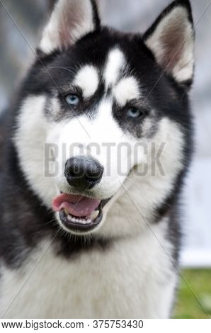 Husky Portrait