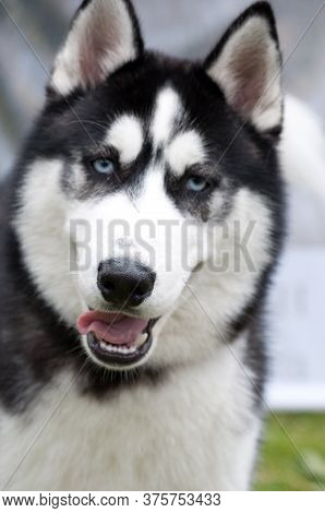 Husky Portrait