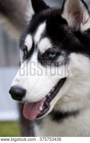 Huskey,dog, Pet, Team, Siberian, Breed,