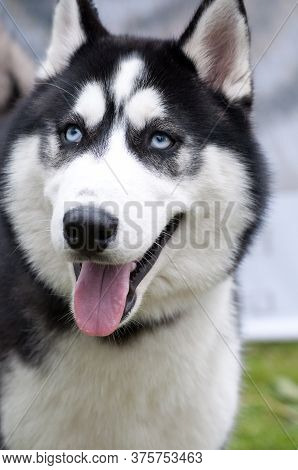 Husky Portrait