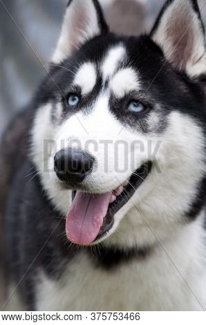 Husky Portrait