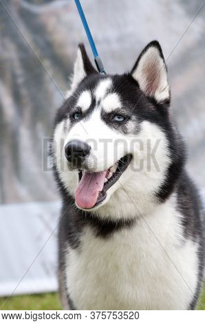 Husky Portrait