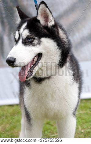 Husky Portrait