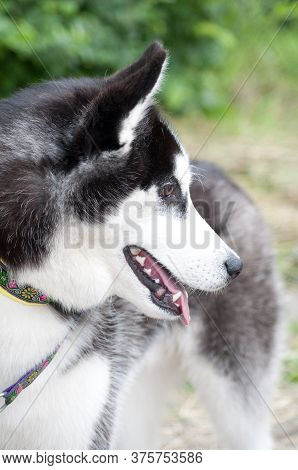 Husky Portrait