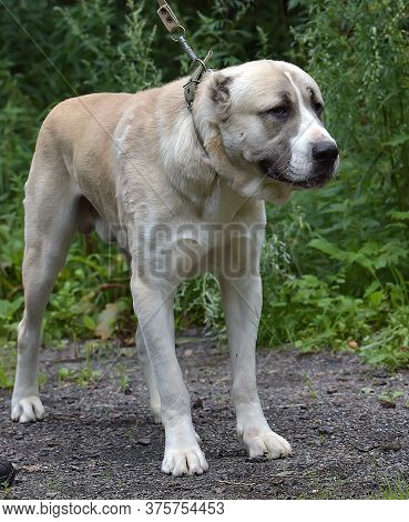 Central Asian Shepherd Dog Laying On Grass