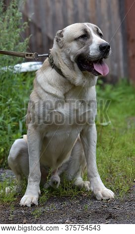 Central Asian Shepherd Dog Laying On Grass