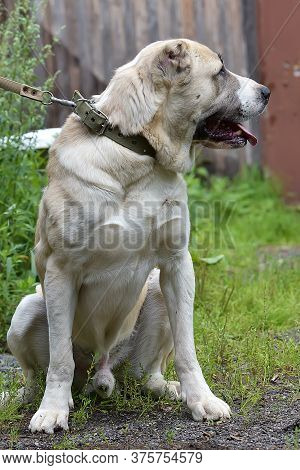 Central Asian Shepherd Dog Laying On Grass