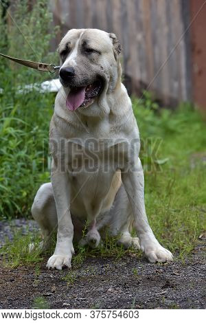 Central Asian Shepherd Dog Laying On Grass