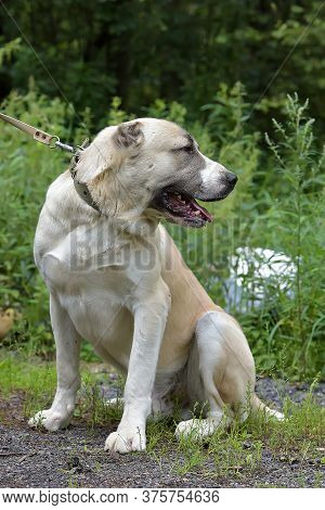Central Asian Shepherd Dog Laying On Grass