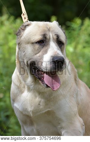 Central Asian Shepherd Dog Laying On Grass