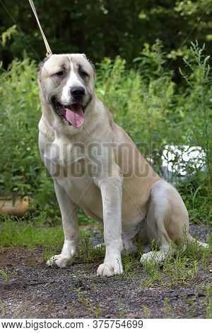 Central Asian Shepherd Dog Laying On Grass