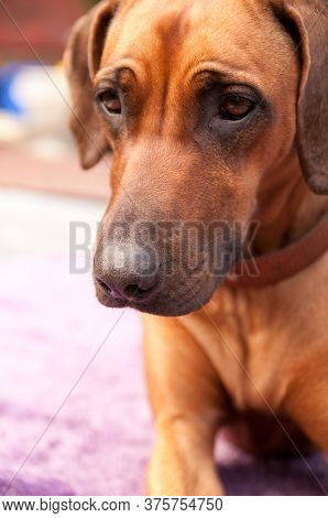 Rhodesian Ridgeback