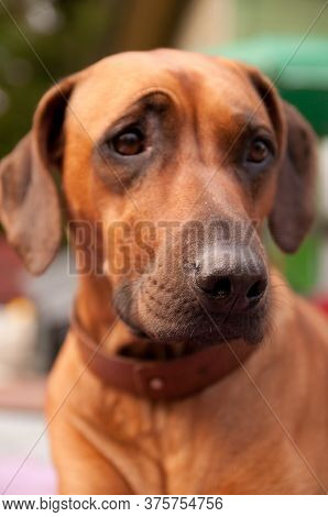 Rhodesian Ridgeback