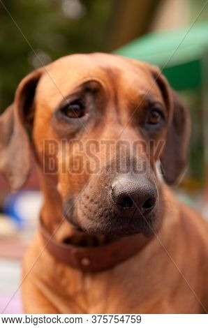 Rhodesian Ridgeback