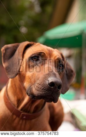 Rhodesian Ridgeback