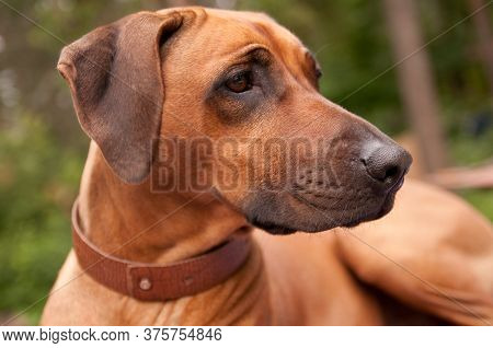 Rhodesian Ridgeback